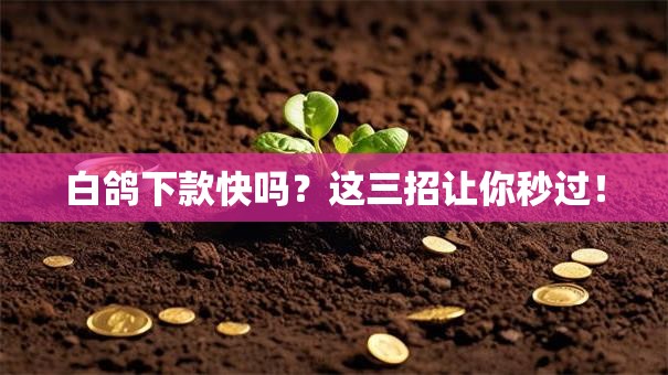 白鸽下款快吗?这三招让你秒过! 白鸽下款快吗?这三招让你秒过!